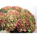 ΟΡΤΑΝΣΙΑ ΔΙΧΡΩΜΗ HYDRANGEA MAGICAL OPAL CLASSIC